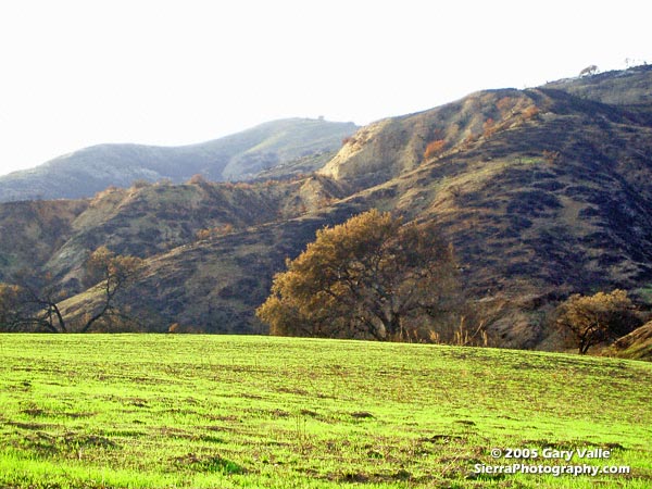 New sprouts of grass at Ahmanson Ranch less than a month after the Topanga wildfire burned 24,175 acres in the Simi Hills, northwest of Los Angeles.