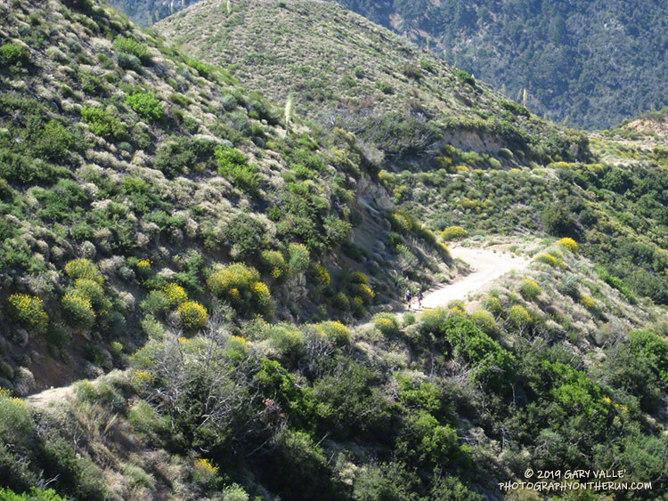Runners working up Josephine Fire Road during the 2019 Angeles National Forest Trail Races.