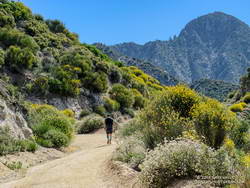 Strawberry Peak looms in the background as a runner works up Josephine Fire Road during the 2019 ANFTR.