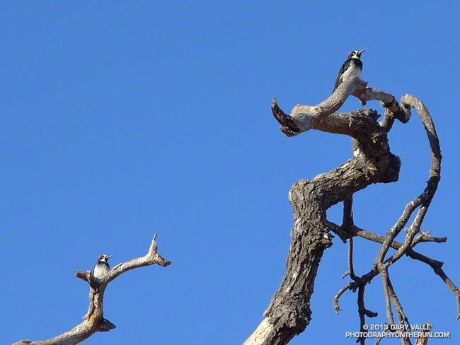 Acorn Woodpeckers at Ahmanson Ranch