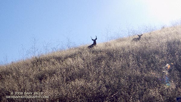 Large buck with a doe in Upper Las Virgenes Canyon Open Space Preserve (formerly Ahmanson Ranch).