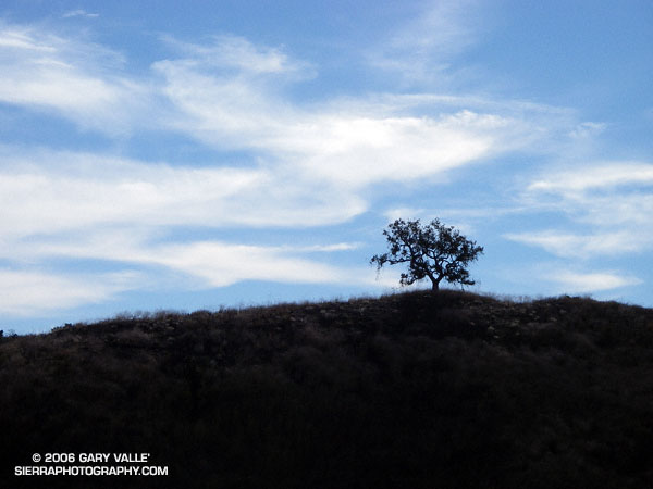 The Ahmanson lollipop tree can be seen on the skyline south of the main drag about 1.25 miles from the Victory trailhead.