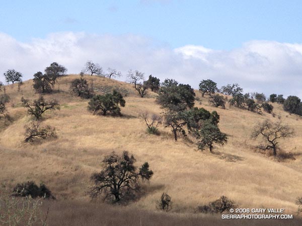 Valley oak savannah on the north slopes of Laskey Mesa.