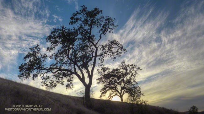 Valley oaks and cirrus clouds near sunset at Ahmanson Ranch