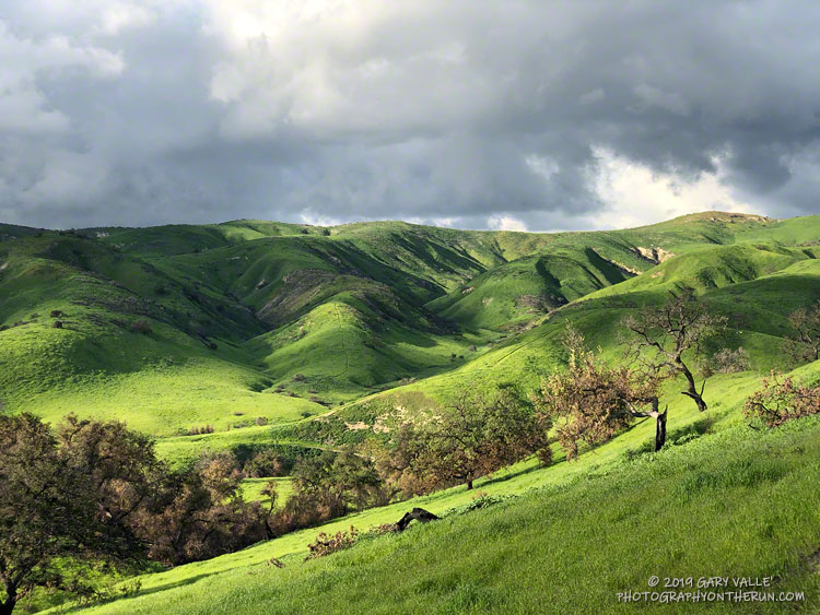 Above average rainfall has produced lush green growth in the oak grasslands of Upper Las Virgenes Canyon Open Space Preserve (formerly Ahmanson Ranch) following the Woolsey Fire.