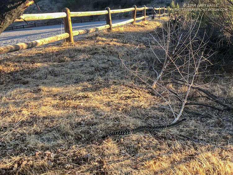 Southern Pacific rattlesnake at the Victory Trailhead of Upper Las Virgenes Canyon Open Space Preserve.