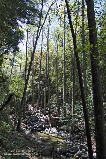 Alders along Bear Creek, in the San Gabriel Mountains, near Los Angeles.