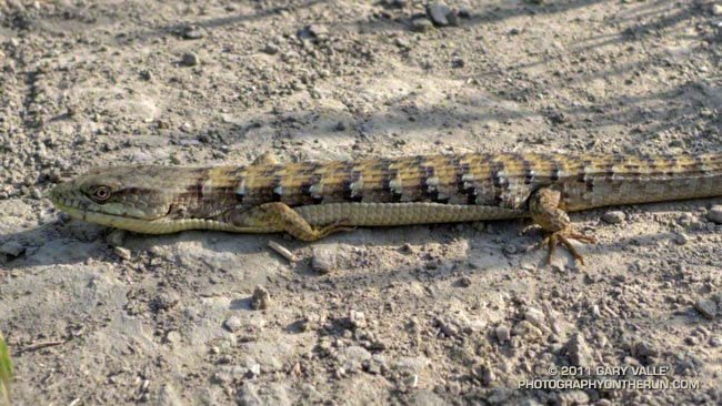 alligator lizard (Elgaria multicarinata)