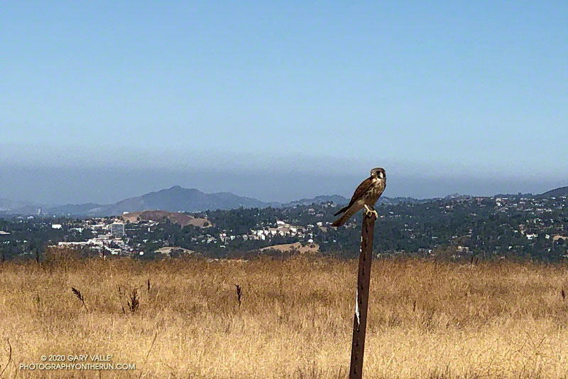 American kestrel on Lasky Mesa in Upper Las Virgenes Canyon Open Space Preserve (Ahmanson Ranch)