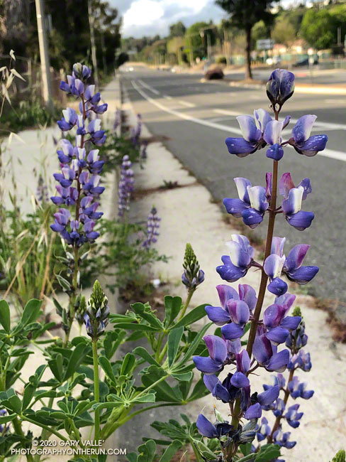 Arroyo lupine (Lupinus succulentus) blooming along Valley Circle Blvd. in the West San Fernando Valley.