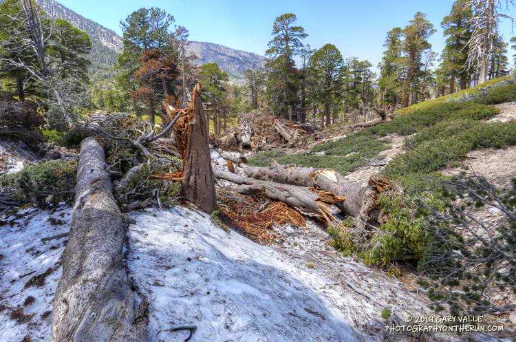 Avalanche debris on the Dry Lake Trail above Dry Lake. July 27, 2019.