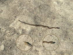 Baby rattlesnake at Ahmanson Ranch (thumbnail)