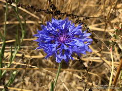 Bachelor's button (Centaurea cyanus), found along East Las Virgenes Creek. July 9, 2019.