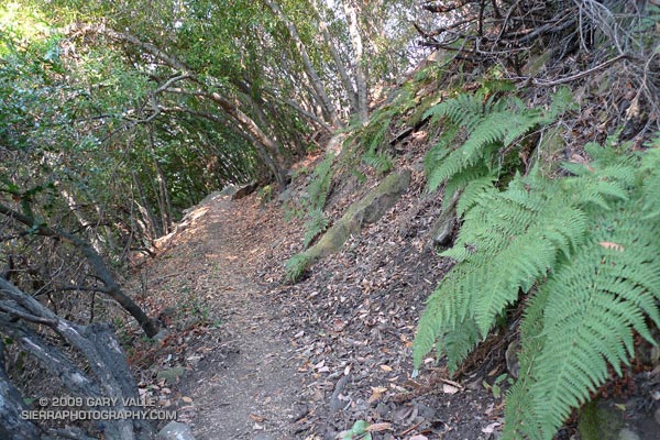 Ferns along the Backbone Trail, between Piuma Rd. and Stunt Rd., in the Santa Monica Mountains, east of Malibu Canyon.