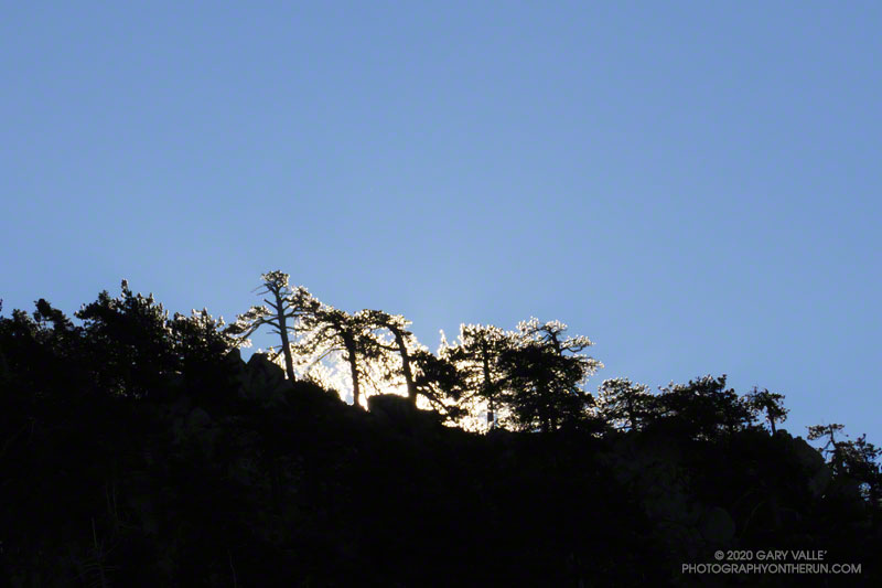 Morning sun backlights trees high on a ridge of Waterman Mountain.