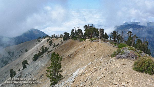 Clouds and pines along south ridge of Mt. Baden-Powell in the San Gabriel Mountains.