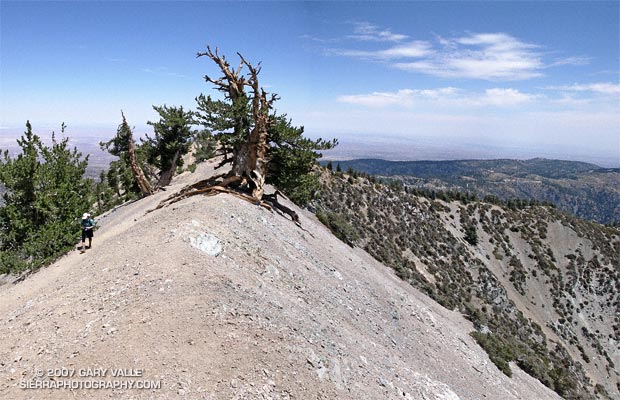 A grizzled guardian of the San Gabriel Mountains, the Wally Waldron Tree stands defiantly astride an airy, rock strewn ridge, just below the summit of 9399 ft. Mt. Baden-Powell.