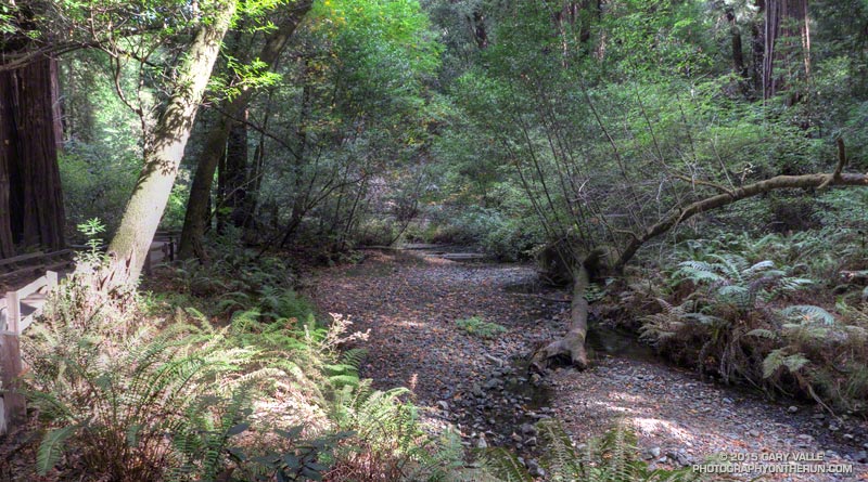 Redwood Creek in Muir Woods National Monument.