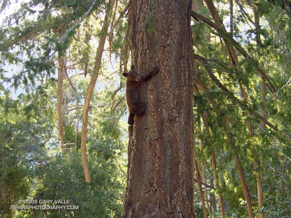 Bear cub clinging to a tree on the South Fork Trail in the San Gabriel Mountains.