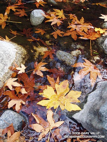 Fall leaves on Bear Creek, an isolated tributary of Arroyo Seco Creek.