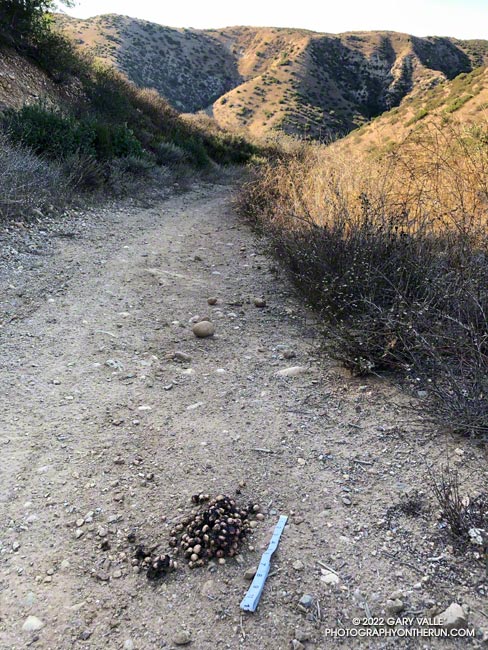 Bear scat on Rocky Peak Road, about a quarter-mile north of the top of the Chumash Trail. The seeds are holly-leaved cherry pits. The tape measure is about 11 inches. October 2022.