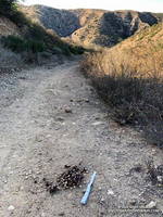 Bear scat on Rocky Peak Road. October 2022.