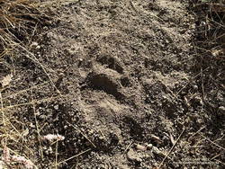 A black bear track on the Three Points - Mt. Waterman Trail.