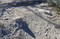 Bear tracks on the west side of Strawberry Peak.
