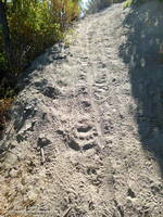 Bear tracks on the Strawberry Peak Trail.