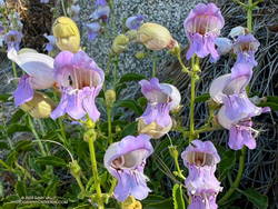 Beardtongue penstemon accommodates the bulbous shape of its pollinator -- bumblebees. (thumbnail)