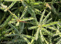 Water droplets on bedstraw (aka cleavers) along the Backbone Trail