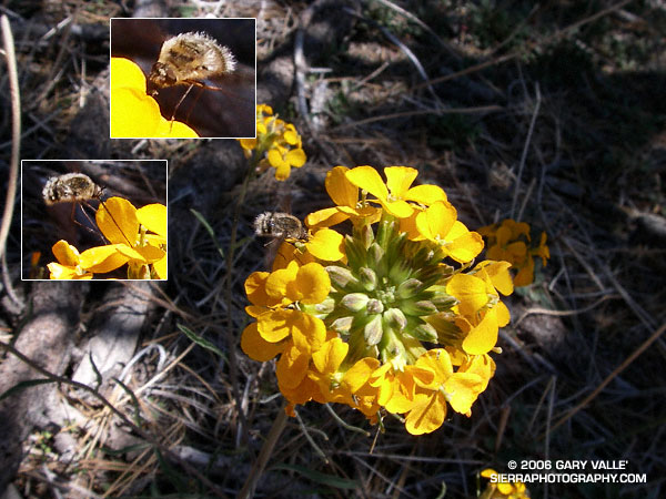 Bee Fly on a Western Wallflower (Erysimum capitatum).