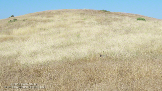 A comfortably camouflaged coyote watches me run past.