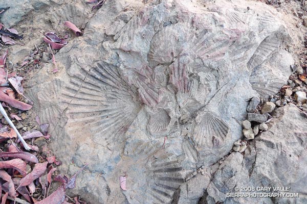 Shell impressions on the Fossil Trail in Pt. Mugu State Park.