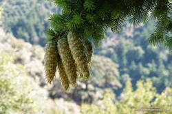 Bigcone Douglas-fir cones, dripping with protective resin.