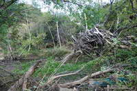 Flood debris along Malibu Creek