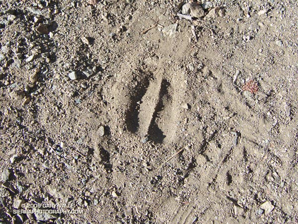 Bighorn sheep track on the South Fork Trail, in the San Gabriel Mountains, near Los Angeles.