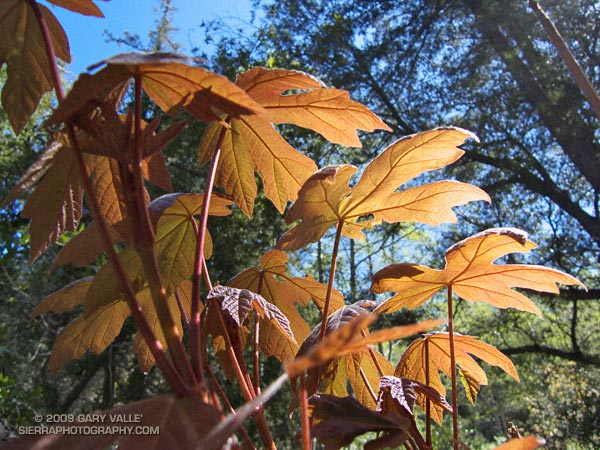 Study of a mushroom-like arrangement of Big Leaf Maple Leaves.
