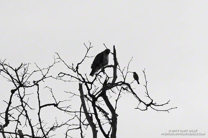 Red-tailed hawk and flycatcher in Blue Canyon, Pt. Mugu State Park