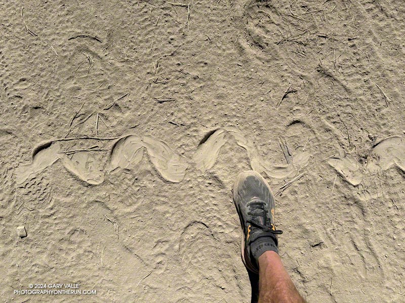 Track of a Big Rattlesnake in Upper Las Virgenes Canyon Open Space Preserve (Ahmanson Ranch)