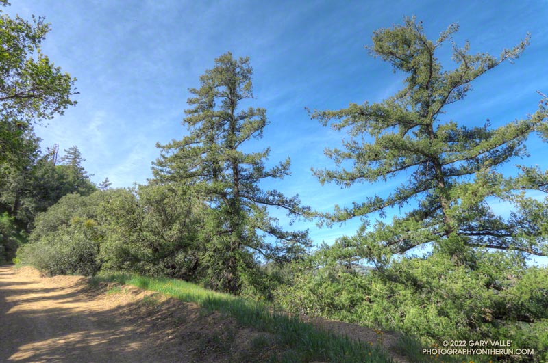 Bigcone Douglas-fir along East Canyon Mtwy fire road