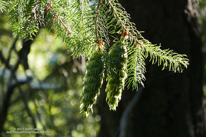 Bright green Bigcone Douglas fir cones on a tree limb along the Kenyon Devore Trail near Mt Wilson.