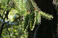 Bright green Bigcone Douglas fir cones