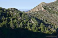 Stand of Bigcone Douglas-fir near Josephine Saddle that didn't burn in the 2009 Station Fire.