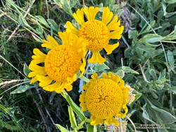 Late season Bigelow's sneezeweed at Waterman Meadow.