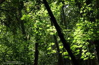 Bigleaf maple along the Gabrielino Trail in Big Santa Anita Canyon.