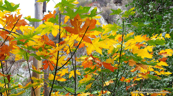 Colorful bigleaf maple leaves in Bear Canyon in the San Gabriel Mountains of Southern California.