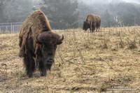 Bison in Golden Gate Park