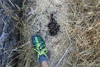 Black bear scat along the Bear Canyon Trail.