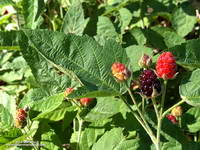 Blackberry along the Gabrielino Trail between Devore Camp and West FOrk.